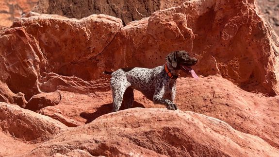 Your dog deserves more than just a walk. We provide adventure.