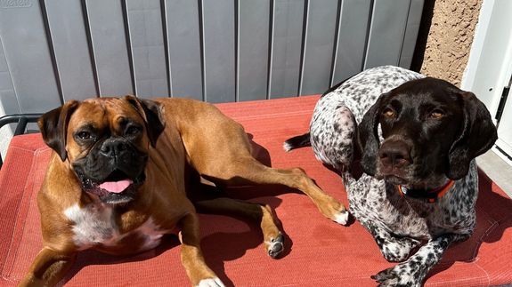 Peace of Mind for Your Pet in Las Vegas