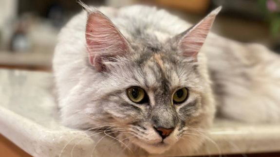 Focus Photo of Short-fur White, Black, and Orange Cat