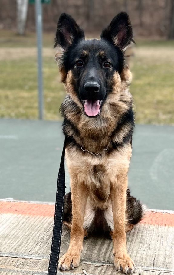 Basic Obedience Training