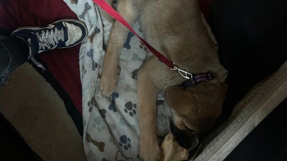 Transform the way your pup learns.