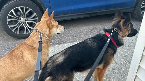 Transform Walks into Bonding Moments in Winooski.