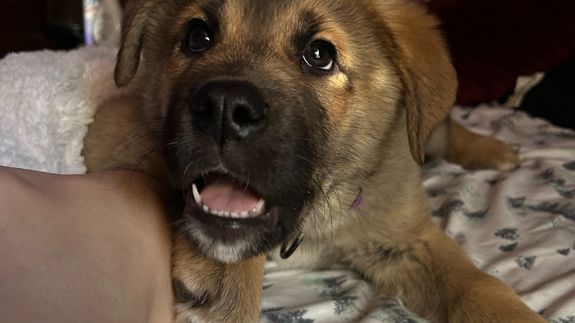 Transform Your Dog's Behavior with Bratva Dog Training in Winooski, VT