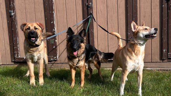 Transform Your Dog’s Behavior Today in Winooski!