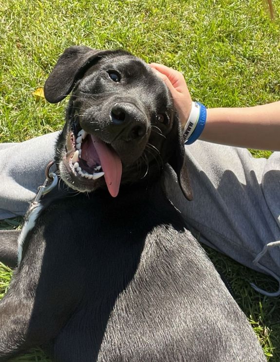 Personalized Dog Training Services in Winooski, VT