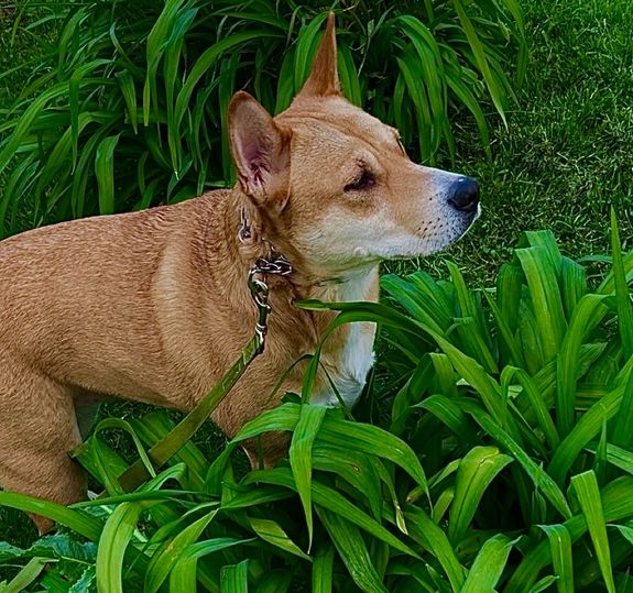 Behavioral Problem Solving