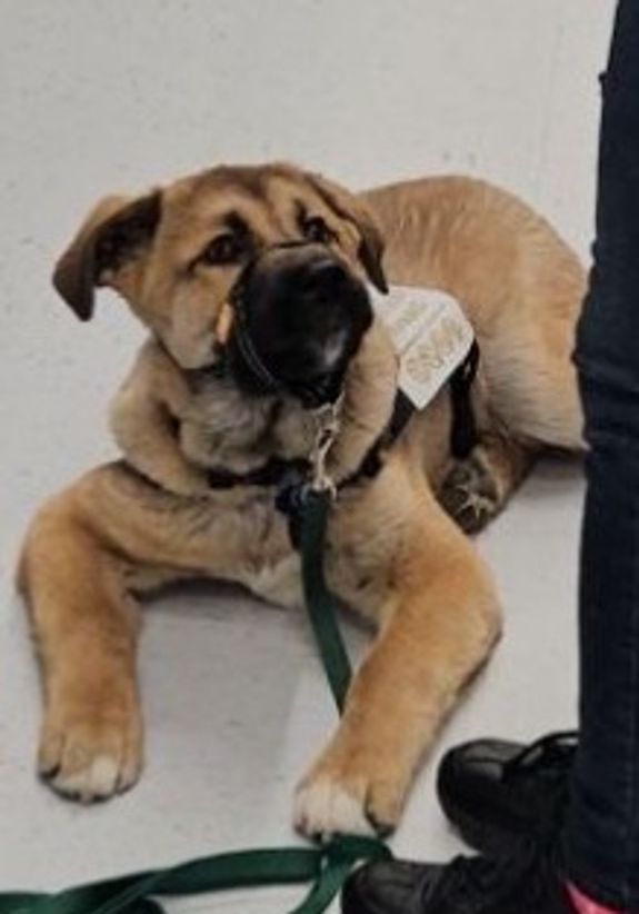 Puppy Socialization Classes