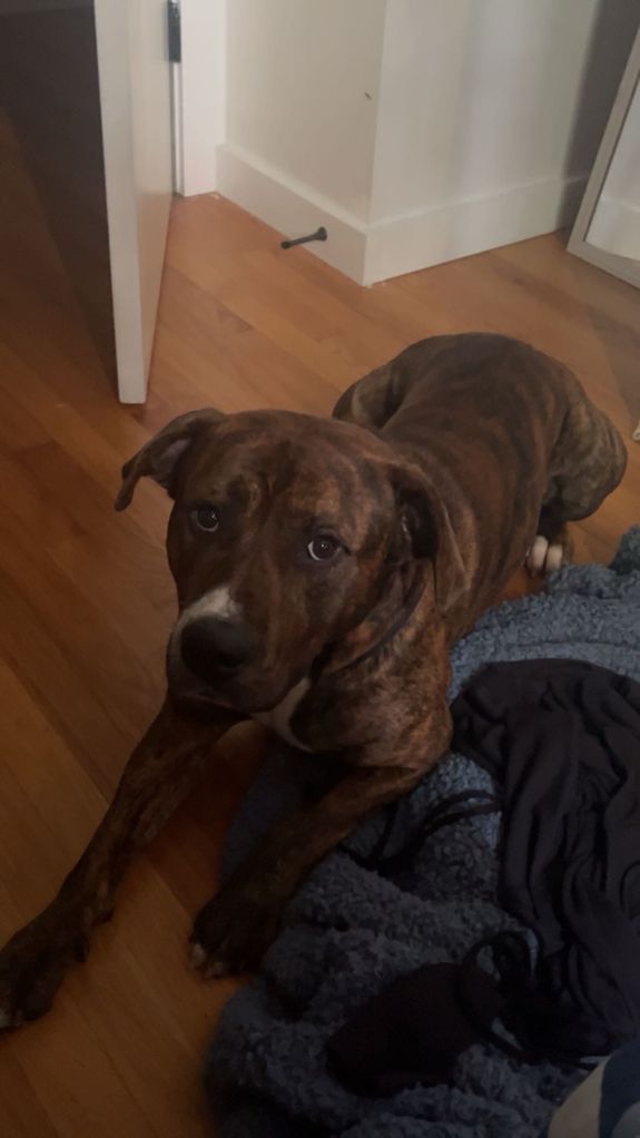 Transform your walks from chaos to calm in Winooski, VT.