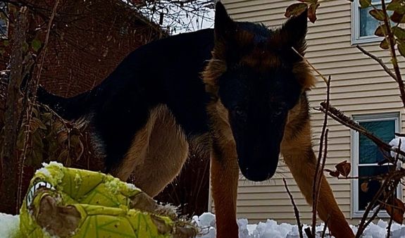 Transform Your Dog Today with Bratva Dog Training