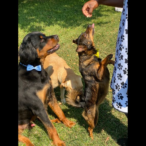 Do you cater to all dog breeds and sizes?