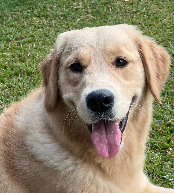 Your Pet’s Natural Choice