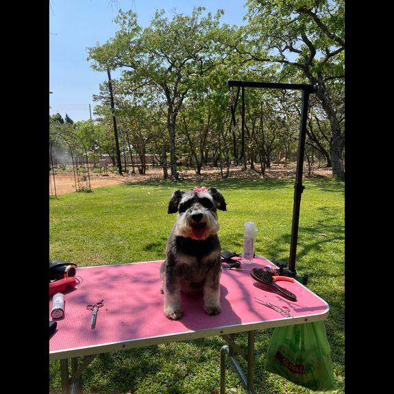 Is your grooming process safe for my dog?