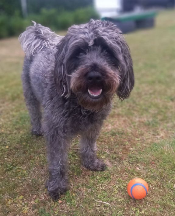 Small dogs, low numbers,    big fun, best care!