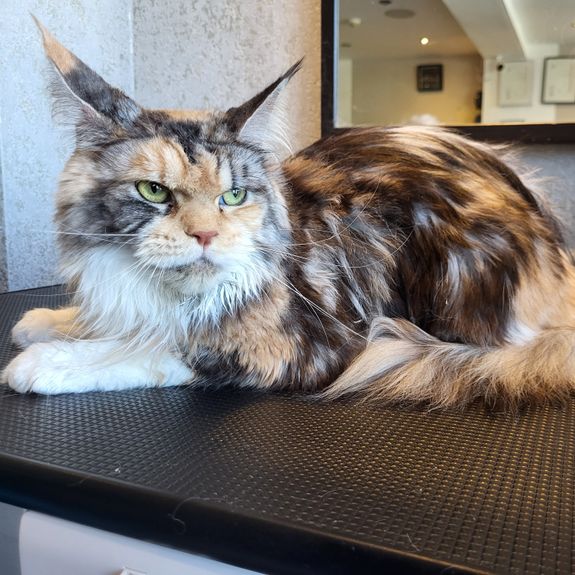 A cat receiving grooming in a professional pet grooming setting.