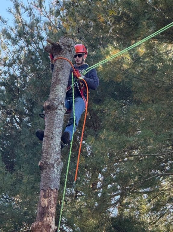 Tree Removal Services