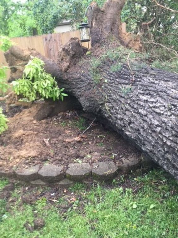 Emergency Tree Services