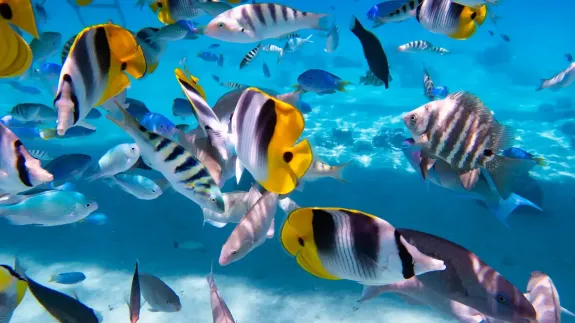 Cruise the Islands of French Polynesia