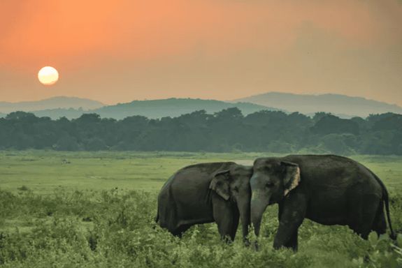 Tours & Safaris