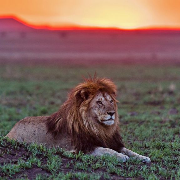 Africa Safaris with Luxury Excapes