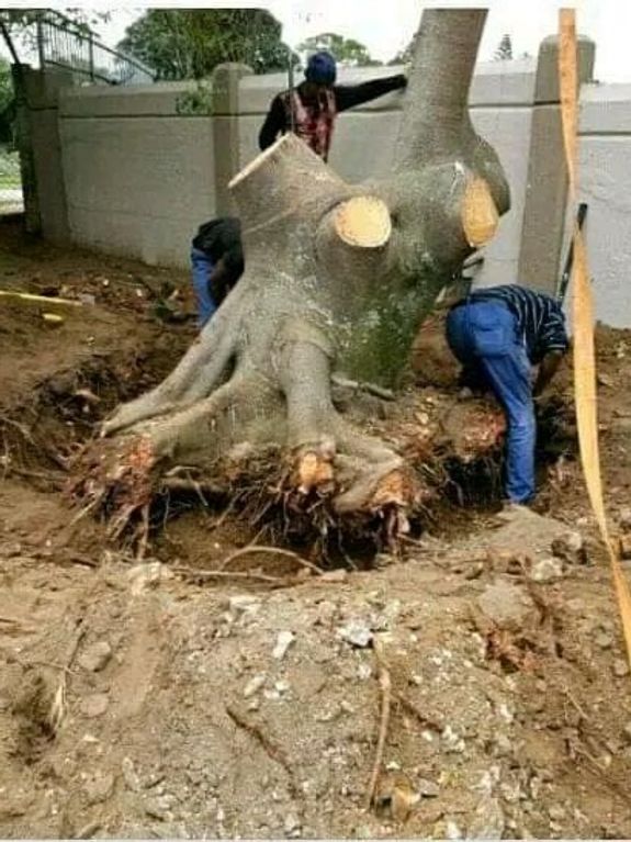 Stump Removal Services