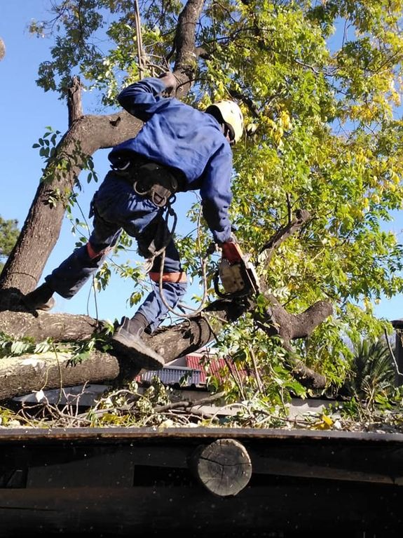 Tree Removal Services