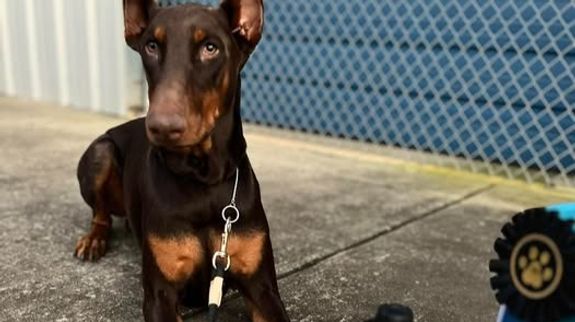 Sit, Stay, Train-Your Dog's Best Life Starts Here