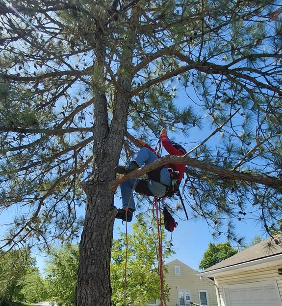 Tree Trimming