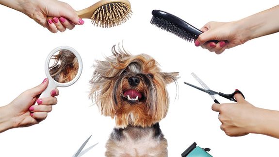 Grooming Made Easy for Pearland Pets.