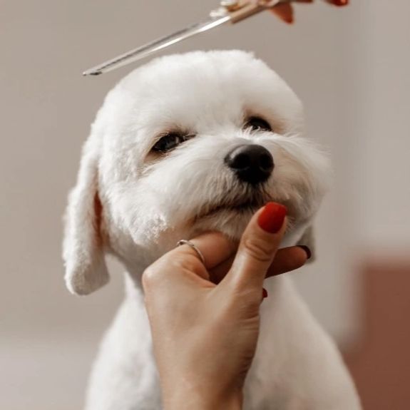 How do you assess my pet's grooming needs?