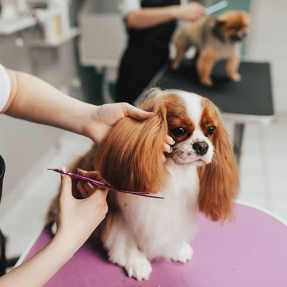 Expert Groomers with Patience and Passion