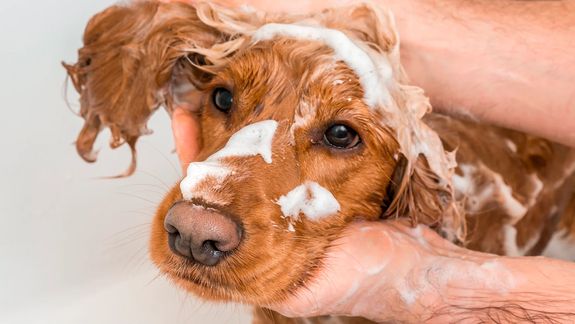 Gentle Baths That Transform Your Pet’s Day in Pearland.