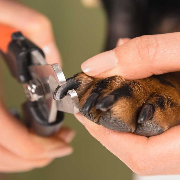 Nail Trimming
