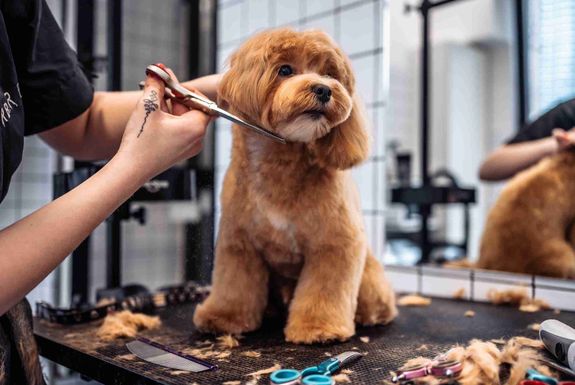 Tailored Tails: Premier Mobile Pet Grooming Services in Pearland, TX