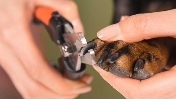 Gentle paws, happy hearts.