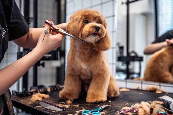 Experience Tailored Mobile Pet Grooming in Pearland, TX