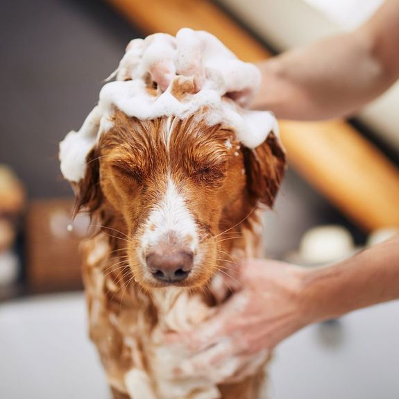 Are your grooming products safe for my pet?