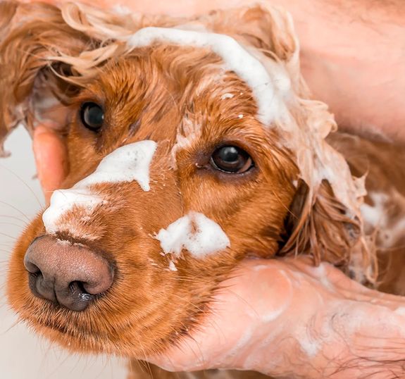 What makes your gentle bathing service different from a traditional groomer?