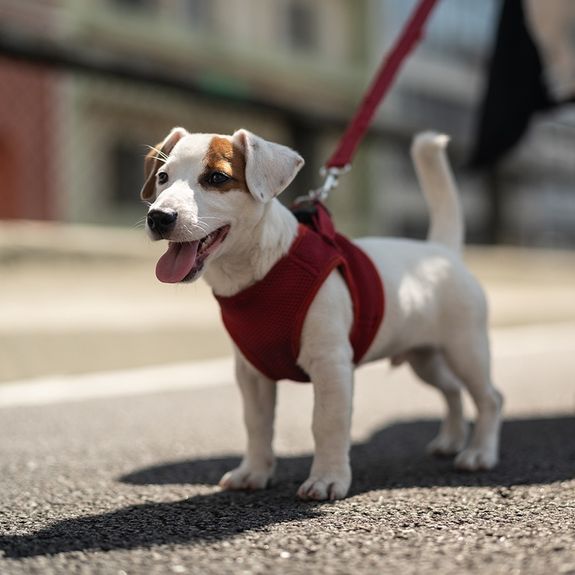 What should I do to prepare my pet for their bath?