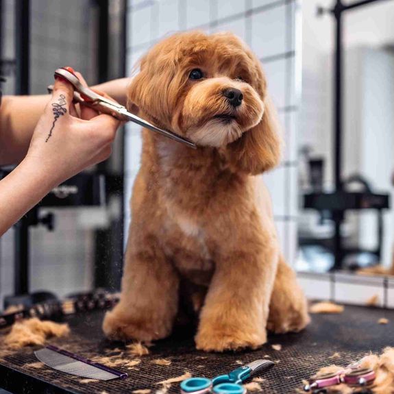 How often should my pet be groomed?