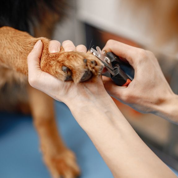 Can I customize my pet's grooming package?