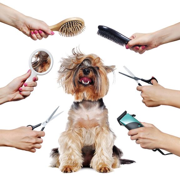 Personalized Grooming Packages