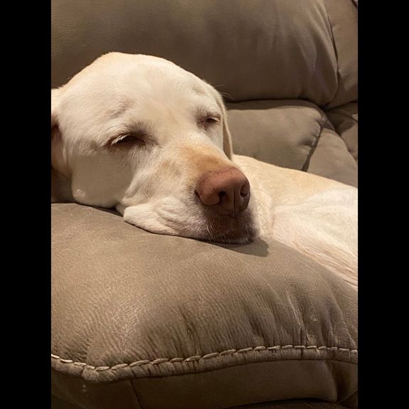 Loving Dog Sitting Services in Henderson, NV