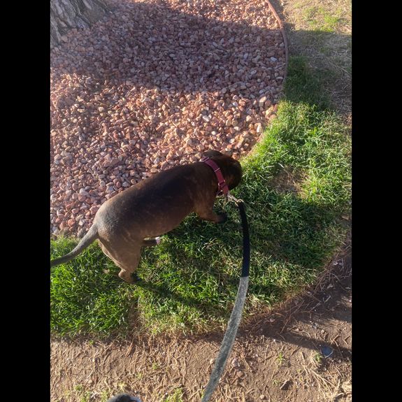 Daily Dog Walks