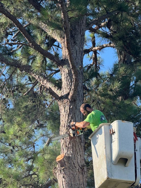 Expert Tree Services in Florence, SC – Cooke’s Cuts LLC