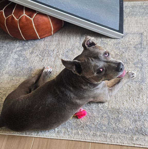 What areas does MIndful K9 Solutions service?