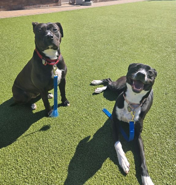 Dog - to - Dog Issues