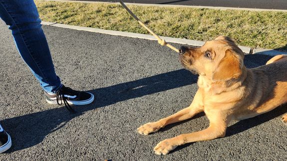 Side view of young African american guy in trendy sportswear training adorable Akita dog during outdoor workout in park