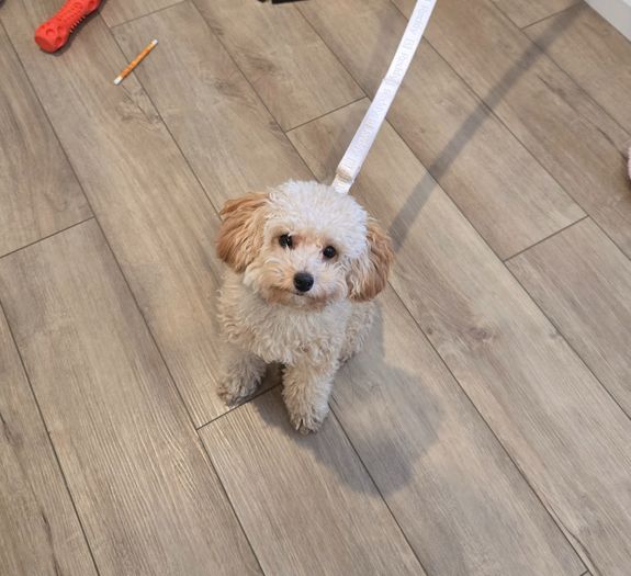 Why should I choose in-home training?