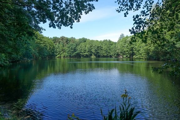 brown dried leaf on green grass during daytime