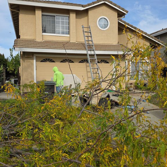 Tree Trimming